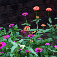 monarch zinnia