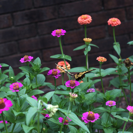 monarch zinnia