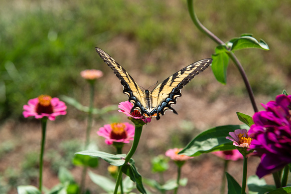 swallowtail back