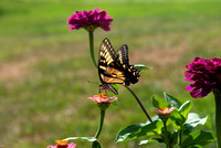 swallowtail side