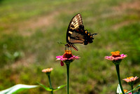 swallowtail