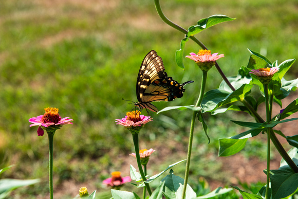 eastern tiger swallowtail1