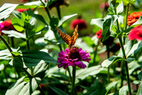 great spangled fritillary2