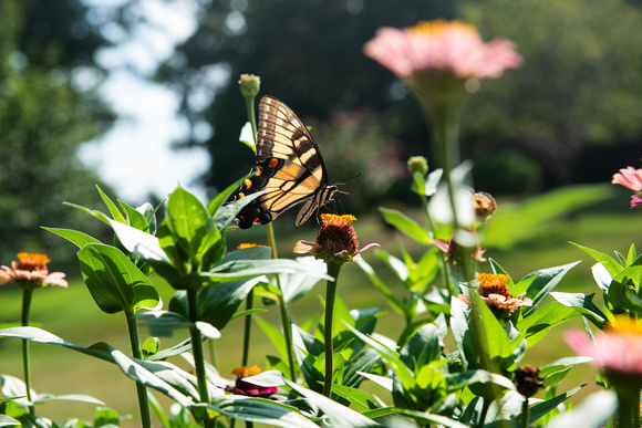 swallowtail side2