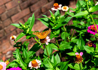 great spangled fritillary1